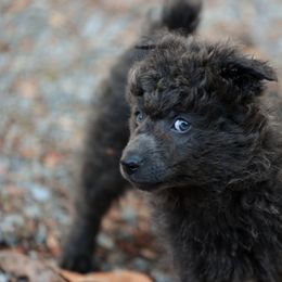 Grayl - Gray male Mudi puppy in Gatlinburg, Tennessee from Greenbrier