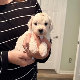 Boy 1 - White male Bichon Frise puppy in Hampstead, North Carolina from Bichons Of Hampstead