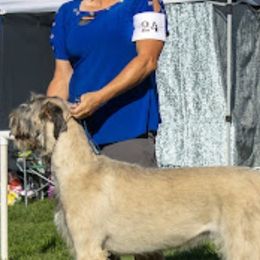 Irish Wolfhounds from Hidden Hollow Wolfhounds