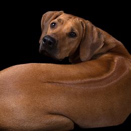 Rhodesian Ridgeback All Grown Up from Evolution Rhodesian Ridgebacks