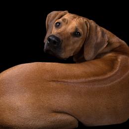 Rhodesian Ridgeback All Grown Up from Evolution Rhodesian Ridgebacks