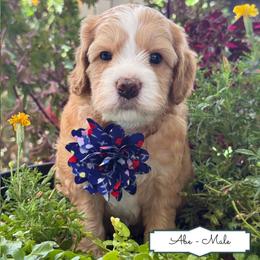 Abe - Apricot male Australian Labradoodle puppy in Citrus Heights, California from Elite Blend Labradoodles