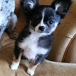 Chihuahua Puppies from Chosen Chihuahuas