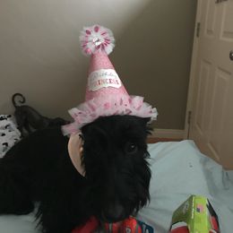 Scottish Terrier All Grown Up from Atta Scottie