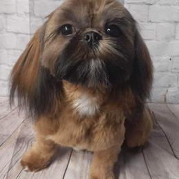 Sienna - Shih Tzu