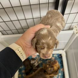 Classy's Female - Fawn (isabella) and tan female Dachshund puppy in Rattan, Oklahoma from Burgett’s Barnyard Dachshunds