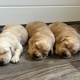 Golden Retriever Puppies from Lake Champlain Goldens