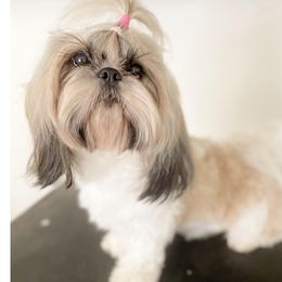 Annie - Shih Tzu