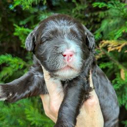 Girl 1 - female Portuguese Water Dog puppy in Asheville, North Carolina from Top Notch Portuguese Water Dogs