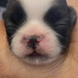 Shih Tzu Puppies from Willow Lane Shih Tzus