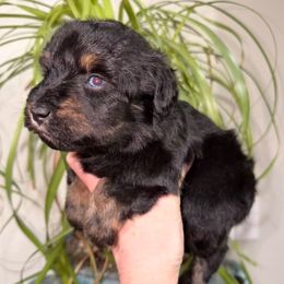 Bean - Black and silver male Miniature Schnauzer puppy in Silver Creek, Mississippi from Mamie’s Minis, LLC