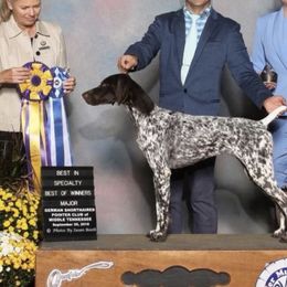 Carter - German Shorthaired Pointer