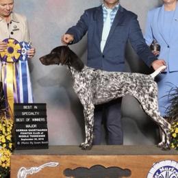 Carter - German Shorthaired Pointer