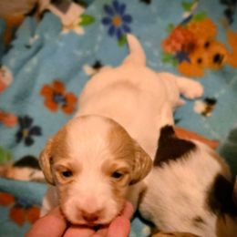 Snow - Piebald male Dachshund puppy in Edinburg, Virginia from Hunter Lane Dachshunds