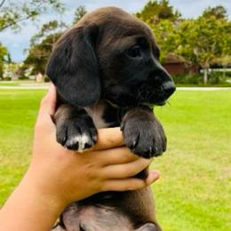 Luka - Brown and white male Cocker Spaniel puppy in Santa Ana, California from American Cocker Spaniel