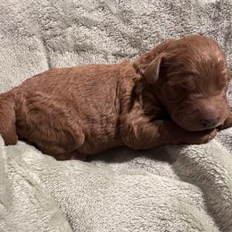 Biggie - Red  male Goldendoodle puppy in Graham, North Carolina from Geise Meadow Doodles