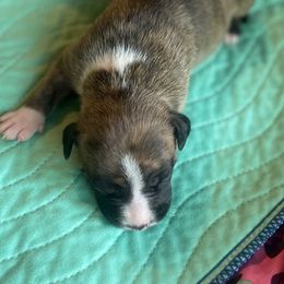 Savitar - Brown brindle male American Staffordshire Terrier puppy in Monroe, Georgia from Irresistibull Staffords