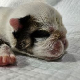 Girl 2 - Red brindle and white female Bulldog puppy in Cheshire, Connecticut from Absolut Bulldogs