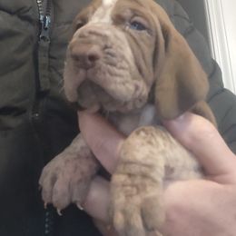 Serena's boy A - White and chestnut male Bracco Italiano puppy in Albion, Michigan from Bracco Dynasty