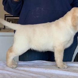 Labrador Retriever Puppies from Montview Labradors