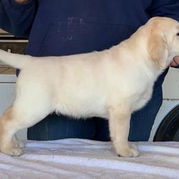 Labrador Retriever Puppies from Montview Labradors