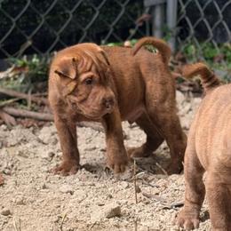 Allen - Brown male Chinese Shar-Pei puppy in Lehigh Acres, Florida from Florida Wrinkles