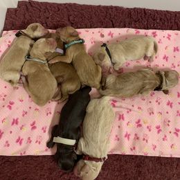 Australian Labradoodle Puppies from Charlotte Labradoodles