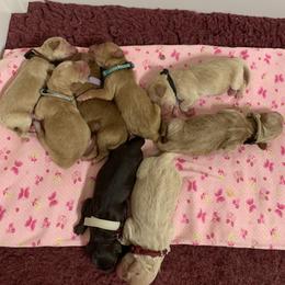 Australian Labradoodle Puppies from Charlotte Labradoodles