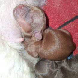 Sissy - Lilac female Shih Tzu puppy in Memphis, Tennessee from Lady and the Tramp