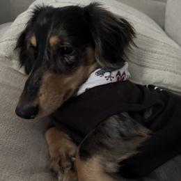 Dachshund All Grown Up from Doxie Bunch