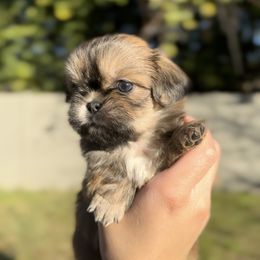 French Bulldog and Shih Tzu Puppies from Puppy Paper House