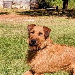 Connor - Irish Terrier