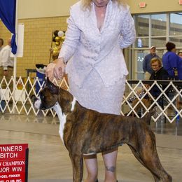 Boxers, French Bulldogs, and Tibetan Mastiffs from Hi Stand Boxers, Frenchies, & Tibetan Mastiffs