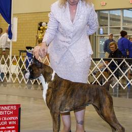 Boxers, French Bulldogs, and Tibetan Mastiffs from Hi Stand Boxers, Frenchies, & Tibetan Mastiffs