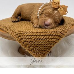 Yara - Red  female Goldendoodle puppy in State Road, North Carolina from Must Love Doodles