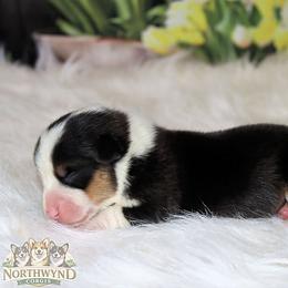 Pokegama - Black and tan male Pembroke Welsh Corgi puppy in Akeley, Minnesota from Northwynd Corgis