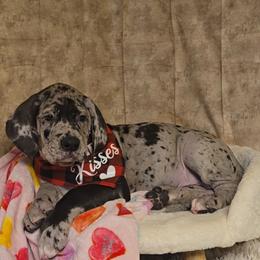 Mayor - Merle male Great Dane puppy in Caldwell, Idaho from Miner's Dynamic Danes