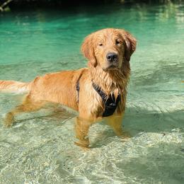 Golden Retriever Puppies from All shades Golden