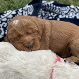 Australian Labradoodle Puppies from Wild Daisy Labradoodles
