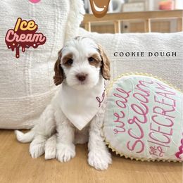 Cookie Dough - Caramel red male Australian Labradoodle puppy in Palmdale, California from Doodles_Ko
