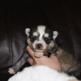 Blaze - Silver and white male Pomsky puppy in Coos Bay, Oregon from Ocean View Pomskies
