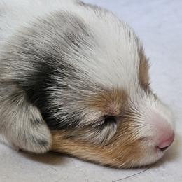 Maizy - Blue merle and white female American Corgi puppy in Neosho, Wisconsin from GC Farms Corgis