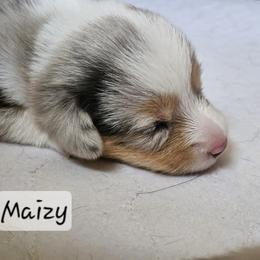 Maizy - Blue merle and white female American Corgi puppy in Neosho, Wisconsin from GC Farms Corgis