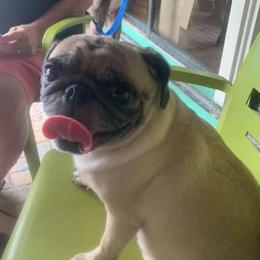 Mabelline - Pug