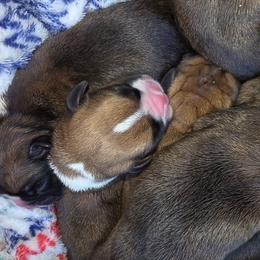 Boxer Puppies from Saskobox