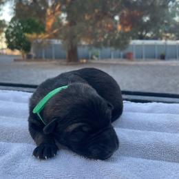 Vino (Green) - Sable male German Shepherd puppy in Pahrump, Nevada from Wachhund Kennels