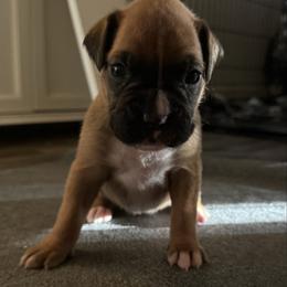 Girl 3 - Fawn female Boxer puppy in Volusia County, Florida from TKR Boxers