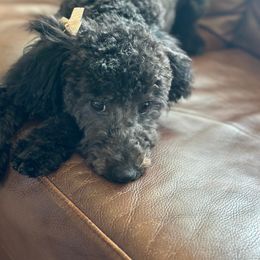 Aussiedoodle, Cavapoo, and Poodle All Grown Up from B&M Cottonwood Canines