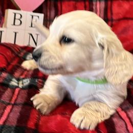 Jack - Cream male Dachshund puppy in Paris, Texas from Michel Creek Kennel