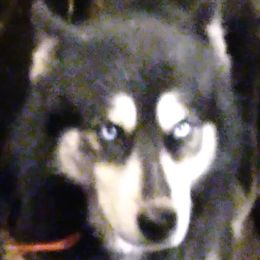 Galaxy  - Siberian Husky